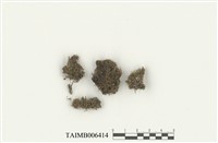 藏品(東亞昂氏苔)的圖片